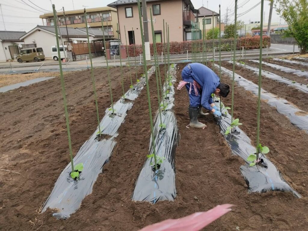 夏野菜の植え付けです！