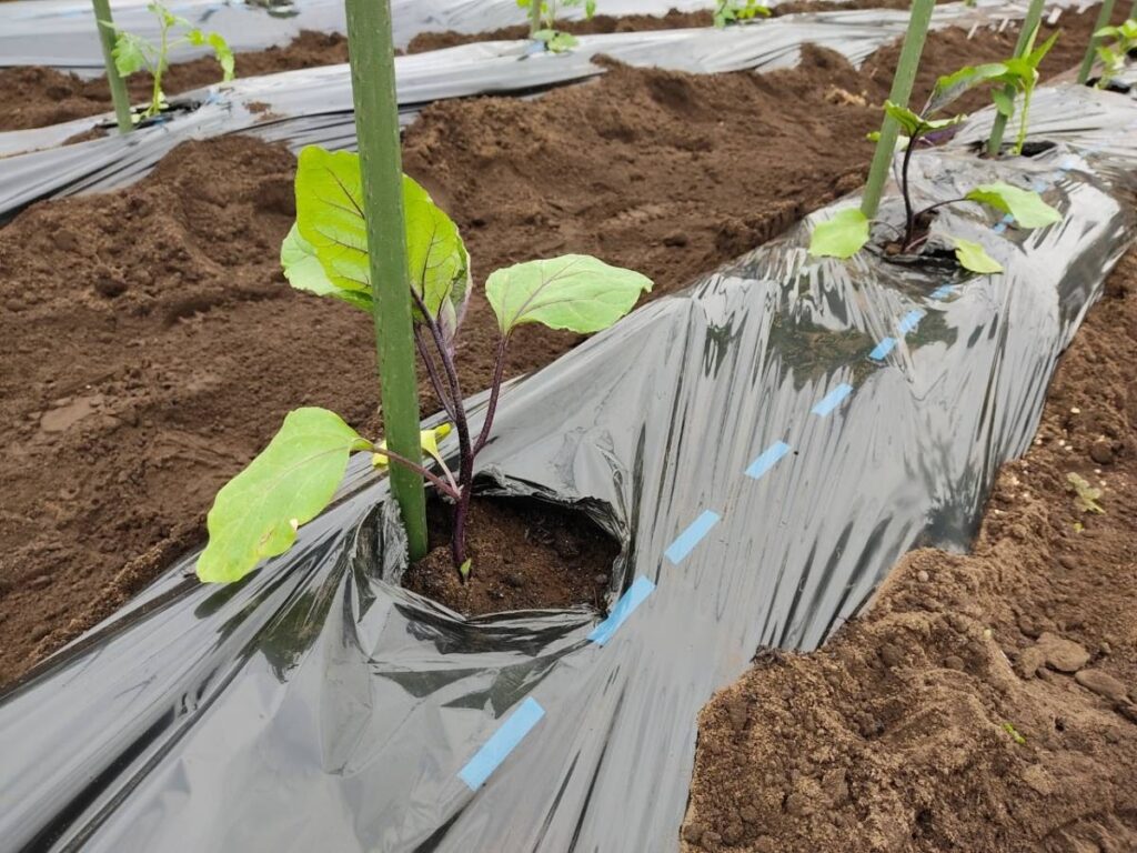 夏野菜の植え付けです!