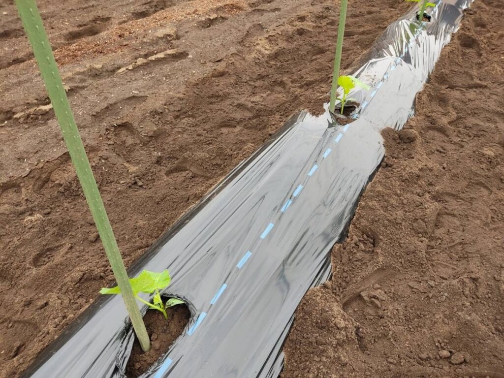 夏野菜の植え付けです!