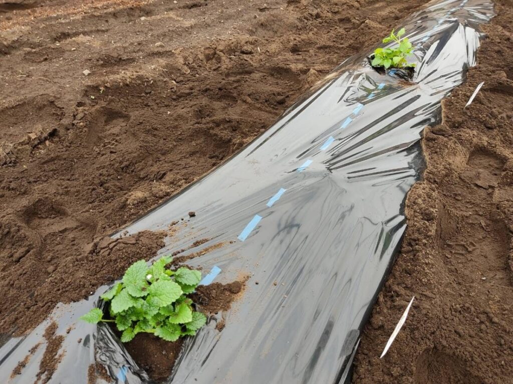 夏野菜の植え付けです！