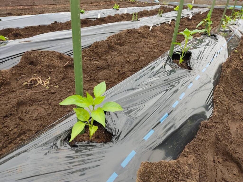 夏野菜の植え付けです！