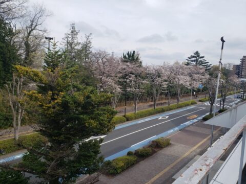 桜、咲きました♪